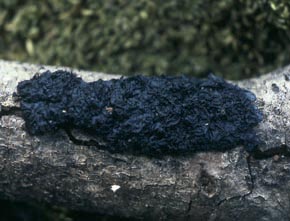 Exidia glandulosa (Bull.) Fr.