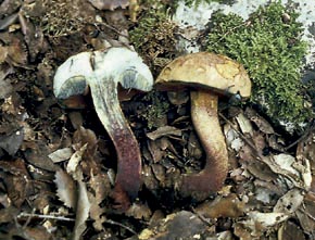Boletus queletii Schulzer