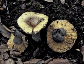 Russula seperina Dupain