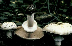Agaricus nivescens  var. squarrosipes  P. Collin & Bon
