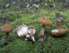 Cystoderma amianthinum (Scop.) Fayod
