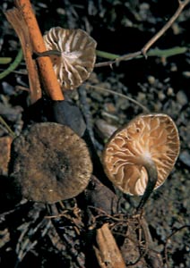 Marasmiellus caesioater (Speg.) Singer