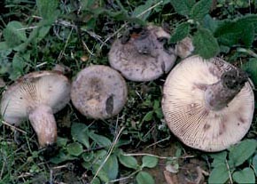 Lactarius cistophilus Bon & Trimbach